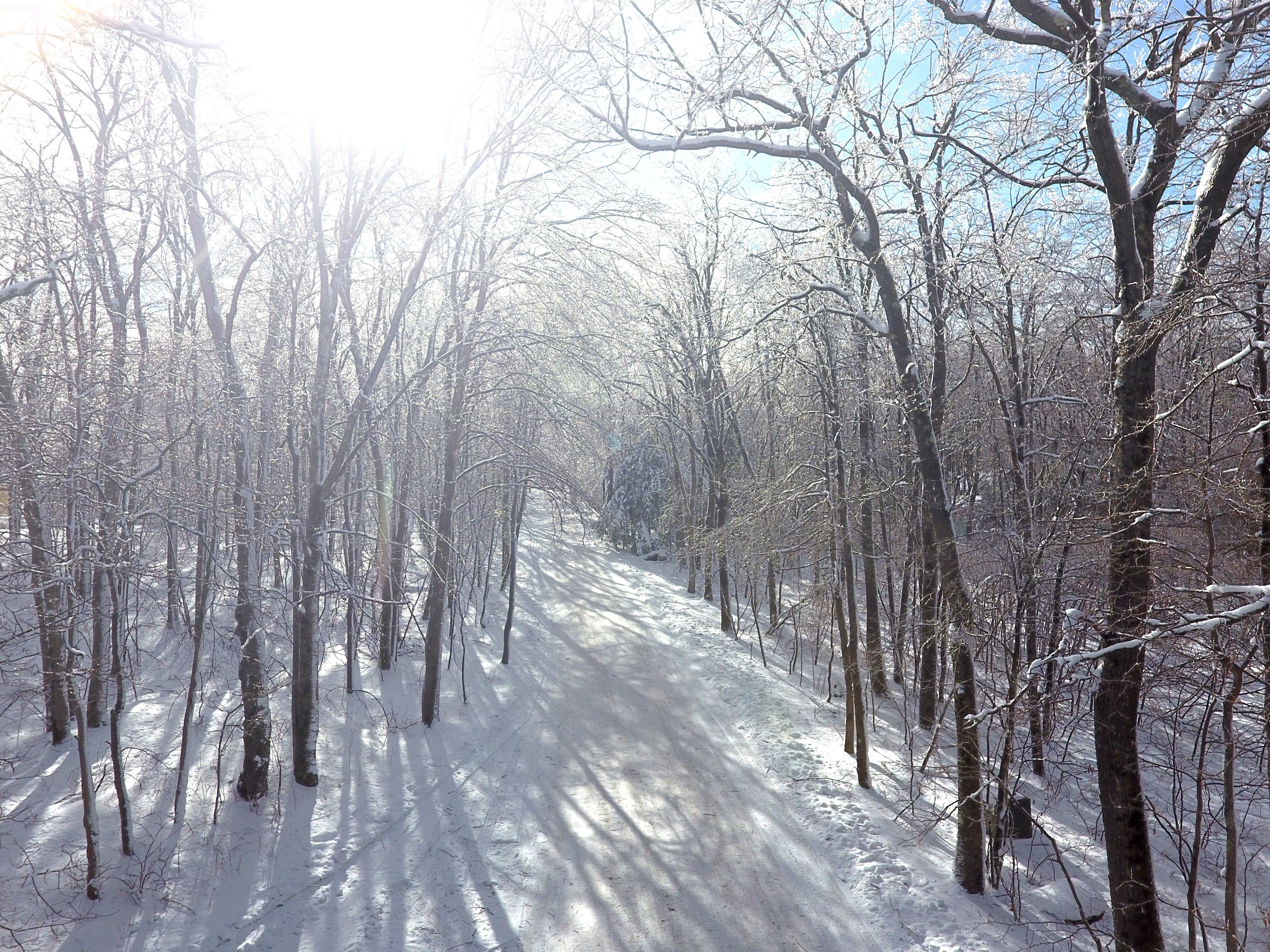 Icy trees sparkle in the sun after a winter storm