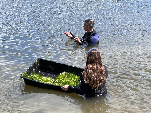 SAV Planting Trays in the Water